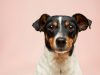 Australian Man Uses AI to Create Custom mRNA Vaccine for Dying Dog Australian Man Uses AI to Create Custom mRNA Vaccine for Dying Dog